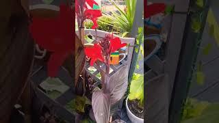 Canna plant in flower nice foliage, Musa basjoo growing well #tropicalgarden #garden #eastcoast #uk