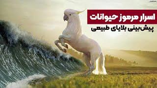 اسرار مرموز حیوانات در پیش‌بینی بلایای طبیعی