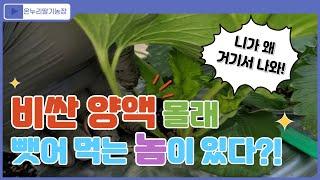 비싼 양액(비료), 몰래 뺏어먹는 놈을 잡아라!(온누리딸기농장)