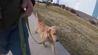 Scout -- Positively Trained Heeling