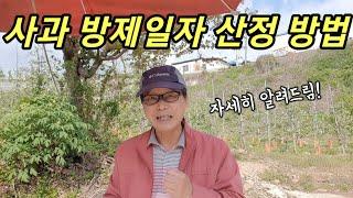 사과 방제일자 산정 방법 I 중간방제시 날짜 조정은 어떻게 하나?