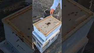 The blue queen  is released and happy. #beekeeping #beelife #bees