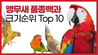 소형 중형 대형 크기별 앵무새 종류 크기 순위 Top 10