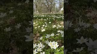 White anemone #shortvideo #calming #relaxing #nature #amazingshorts #relaxingvideo #bird