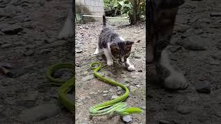 Snake VS Cat