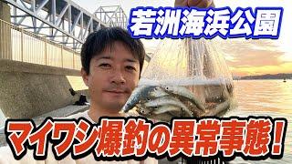 【若洲海浜公園】餌不要！サビキを垂らせば30分で100匹マイワシが釣れる異常事態！