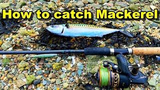 How To Catch MACKEREL Like a Pro on the shore 2024? - Catch N Cook DIY fish smoker