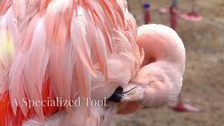 Fascinating Flamingo Facts You Didn't Know!