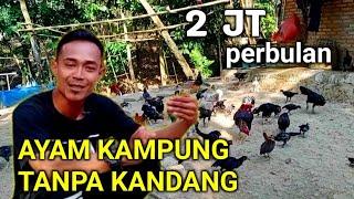 TANPA KANDANG BISA TERNAK AYAM KAMPUNG