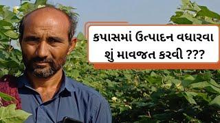 ||કપાસમા વધુ ઉત્પાદ લેવામાટે શું પગલાં લેવા|| || કપાસની સફળ ખેતી ||