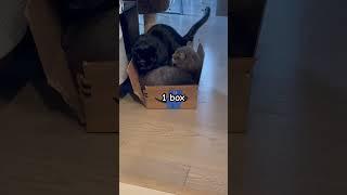 2 cats, 1 box