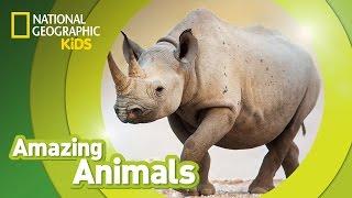 Black Rhino | Amazing Animals