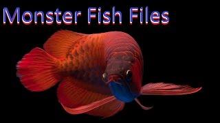 MONSTER FISH FILES: AROWANA [Osteoglossum bicirrhosum] [Care Guide]