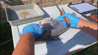 How to fillet and trim catfish for best results!