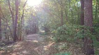 A Casual Walk in the Forest in Dahlenberg | Relaxing Natural Scene | Sunshine and Birds Twittering