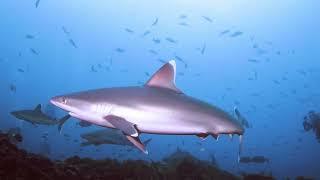 Silvertip sharks (Carcharhinus albimarginatus). Canon R6