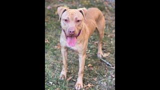 Rescue/ Foster Logan from a Northern NJ Shelter Oct. 30, 2024