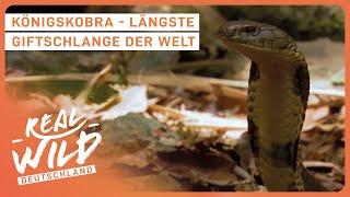 Die giftigsten Tiere in den lebensfeindlichsten Orten | Real Wild Deutschland