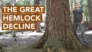 The Great Hemlock Decline