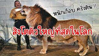 5 อันดับ สิงโตที่ตัวใหญ่ที่สุดในโลก ที่ถูกบันทึกเอาไว้ในประวัติศาตร์  (Biggest lion in the world)