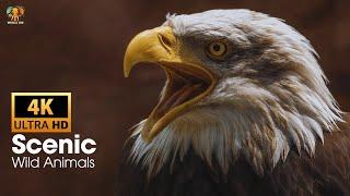 Scenic Wild Animals Film 4K Ultra HD