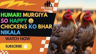 Humari murgiya so happyChickens ko bhar nikala |Desi Living In Canada