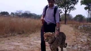 Walking a Cheetah at Chaminuka in Zambia