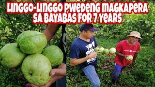 Magkano ang Kinikita per week sa Bayabas Farming? Panoorin