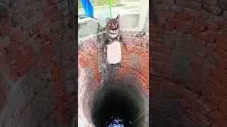 Hay Allah  my mother  where did you go #cute #cat #youtubeshorts