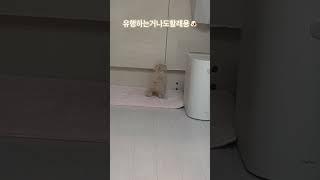 #말티푸 #강아지 #puppy #토리의하루 #이쁜이는뒤를돌아봅니다 #반려견