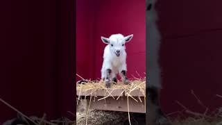 Cutest Goat On Earth