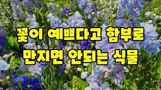 예쁜꽃 뒤에 감춰진 독이 있는 식물,델피니움