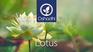 Lotus | Essential-Oil-Plant Portrait by Dr. Malte Hozzel