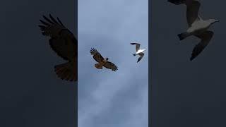  Орлы VS Ястребы #орлы #ястребы #птицы #природа