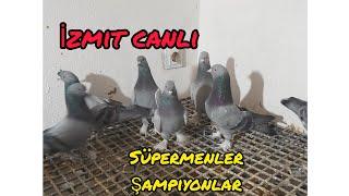 İZMİTTEN YERİNDE MEZAT SÜPERMENLER ŞAMPIYONLAR BİZİM KUŞLAR