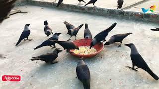 All types of crow sound - Black Shine Crow Sounds | Crow bird Fight for Cheese & Salty on Roof P-572