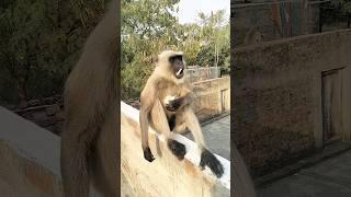Bajarang Dal #song