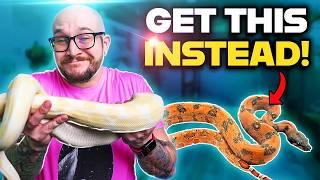 You Don't Want a Ball Python! You Want One Of THESE 5 Snakes Instead!