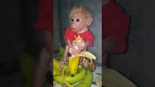 Baby monkey is happy to eat his favorite food  #babymonkey #bita