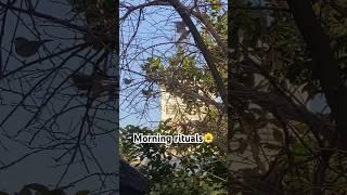 Have you ever heard the voice of this sparrow|subscribe for more such content #morning #birds #viral
