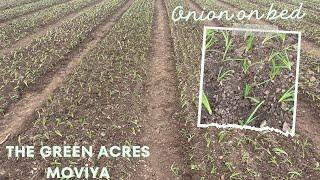 The green acres Ta. Gondal Dist . Rajkot Moviya