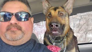 German Shepherd Dog Soon Realizes She is at the Vet  Funny Dog's Reaction