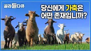 인간은 결국 가축을 잡는다, 그러나 그들을 대하는 수많은 삶의 방식이 존재한다. | 종교와 관습에 따라 달라지는 가축 생활 | #골라듄다큐