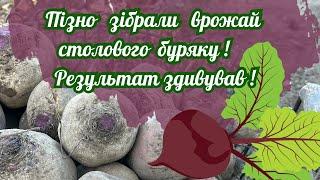 Пізно зібрали врожай столового буряку! Результат здивував!