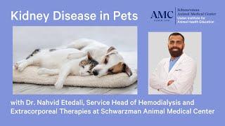 Kidney Disease in Dogs and Cats