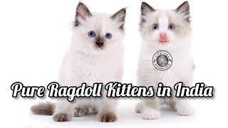 Pure Ragdoll Kittens For Sale in India- Ragdoll Cats in India For Sale Mumbai - Bangalore - Kolkata