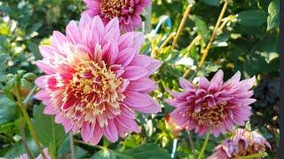 #다알리아(dahlia) 폭염에도 빛나는 화려한 꽃 다알리아