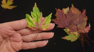 ASMR | Early Fall Leaves Show & Tell (Soft Spoken)