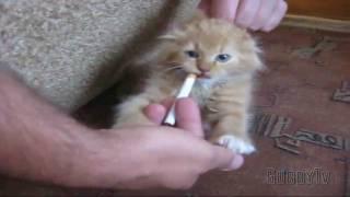 CAT SMOKING A CIGARETTE !?