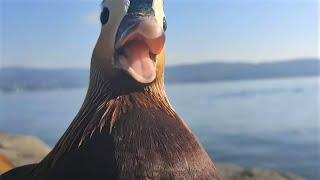 Mandarin Duck ASMR